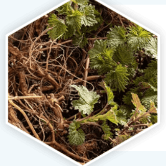 prostavive_ingredient8